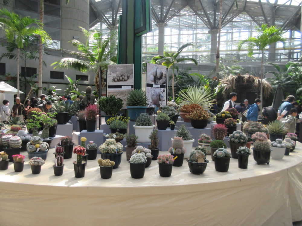 サボテン 多肉植物展 大阪の植物園 咲くやこの花館