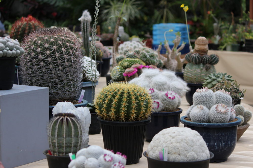 サボテン 多肉植物展 大阪の植物園 咲くやこの花館