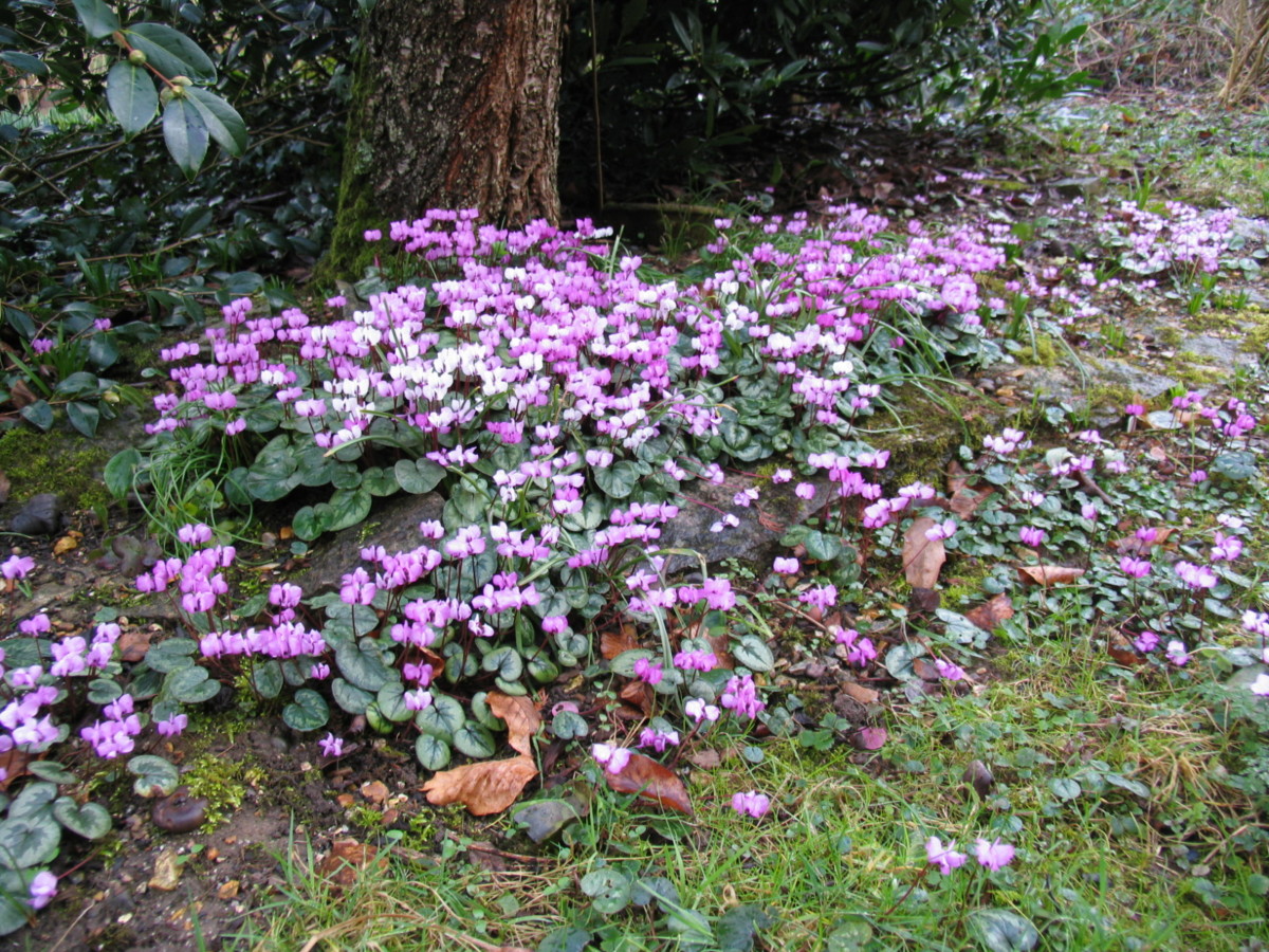 虜になる原種シクラメンの魅力 大阪の植物園 咲くやこの花館