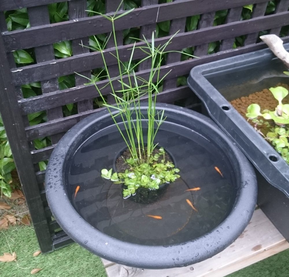 花蓮と睡蓮 水生植物展19 水辺を彩る妖精たち 大阪の植物園 咲くやこの花館