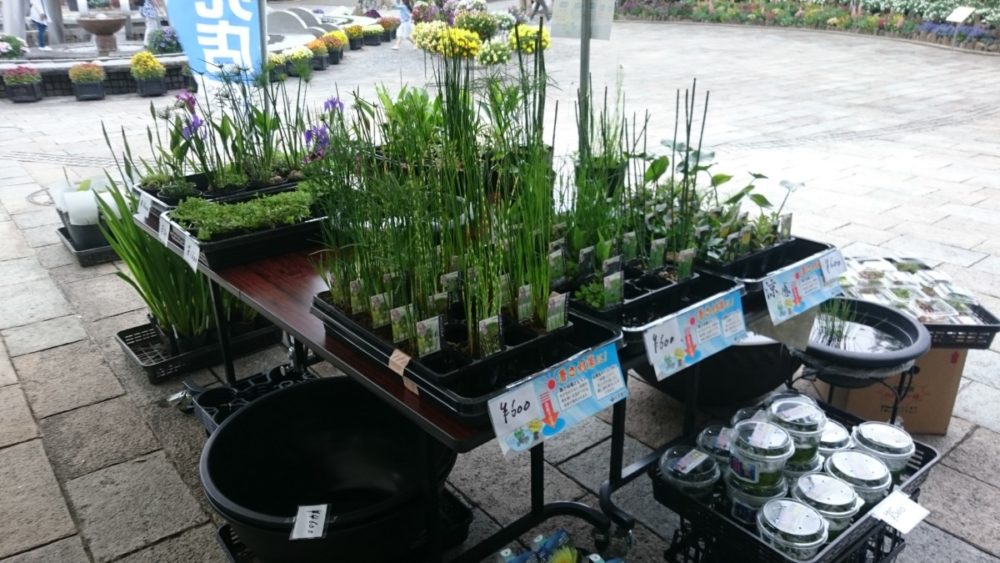 花蓮と睡蓮 水生植物展19 水辺を彩る妖精たち 大阪の植物園 咲くやこの花館