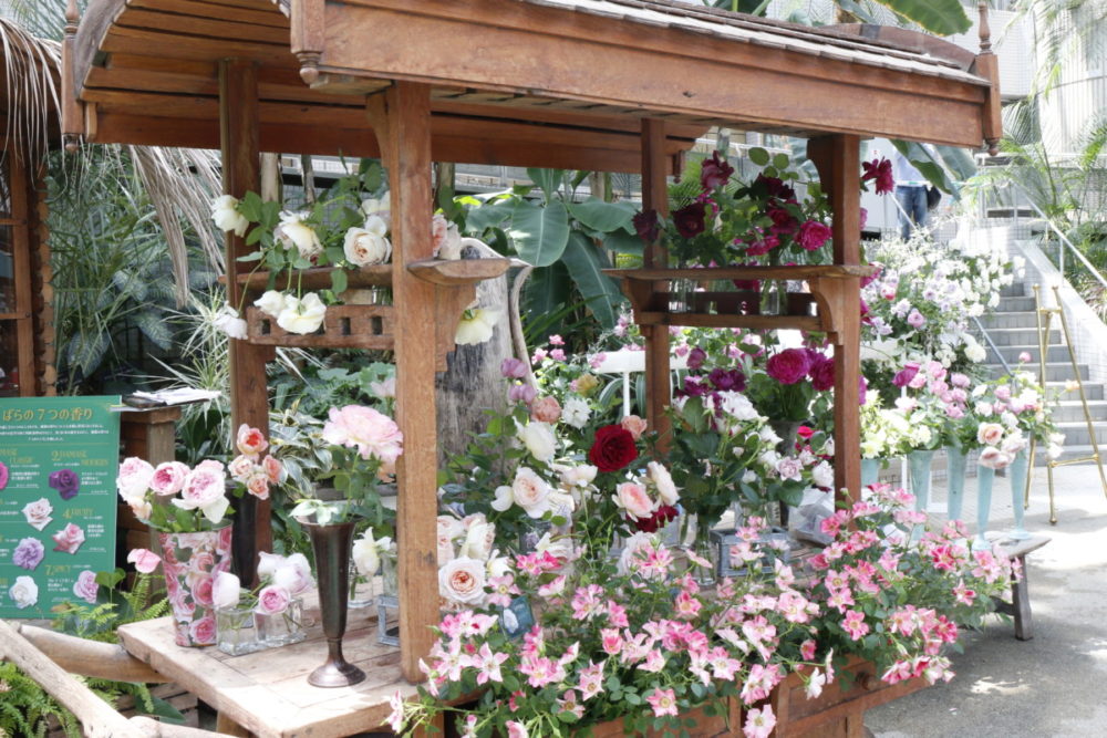 バラとサクラ 日本ではトップ争いの人気者です 大阪の植物園 咲くやこの花館 バラとサクラ 日本ではトップ争いの人気者です 大阪の植物園 咲くやこの花館