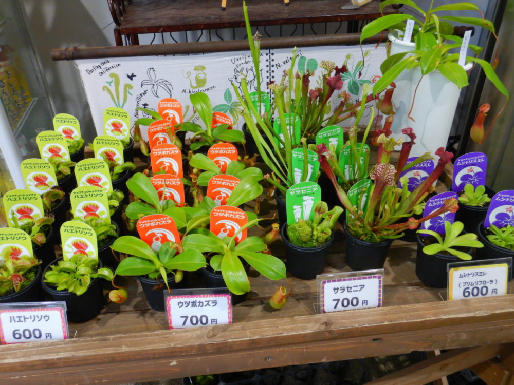 虫を食べる植物展 食虫植物販売について 大阪の植物園 咲くやこの花館