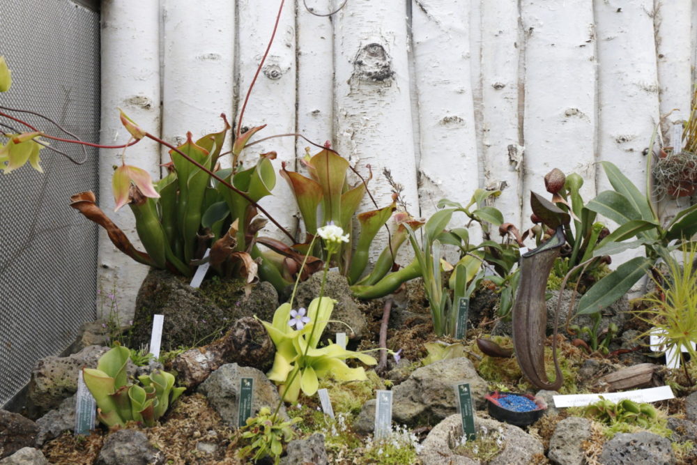 ちょっと気になる植物たち 大阪の植物園 咲くやこの花館