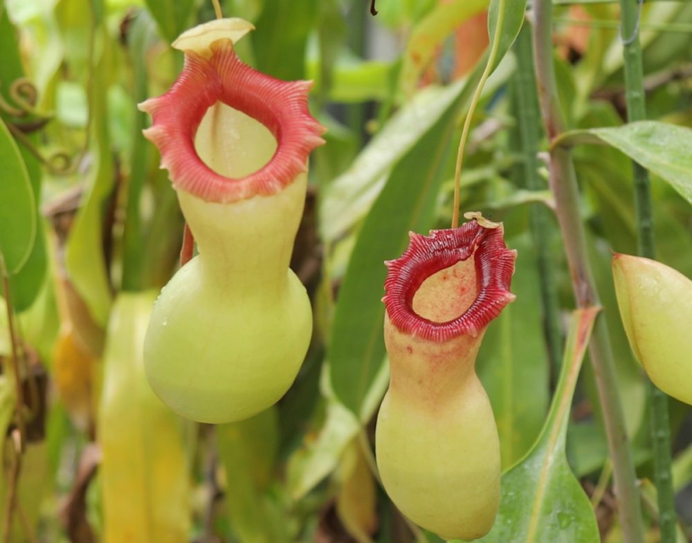 イメージカタログ トップ 花びら を 食べる 虫