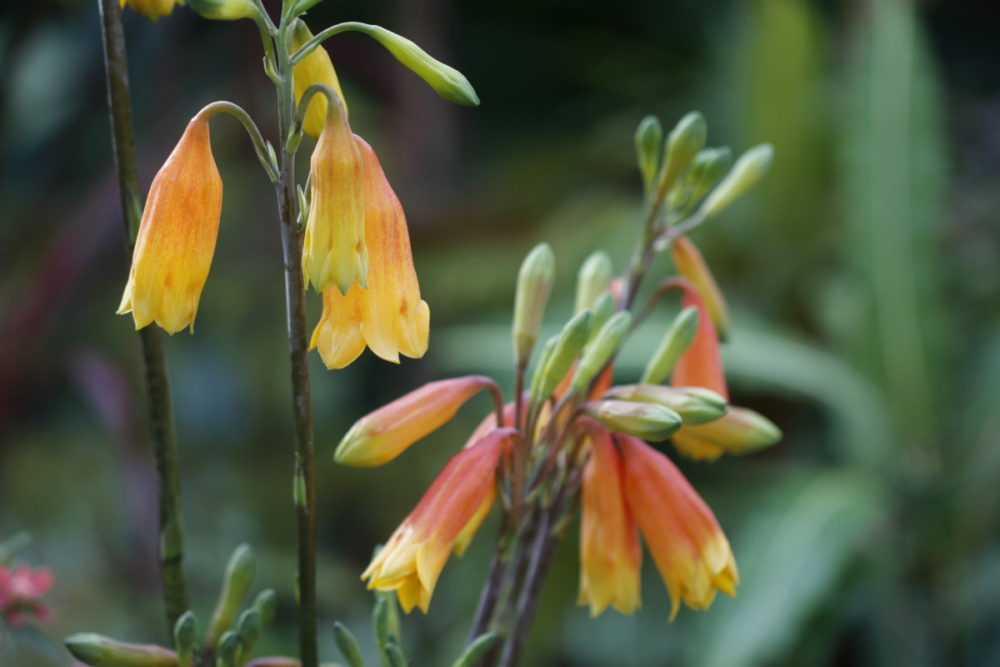 起源から探るクリスマスとその植物 大阪の植物園 咲くやこの花館