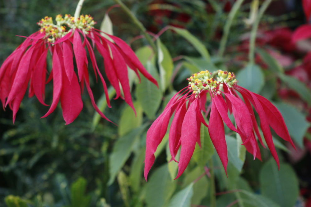 起源から探るクリスマスとその植物 大阪の植物園 咲くやこの花館