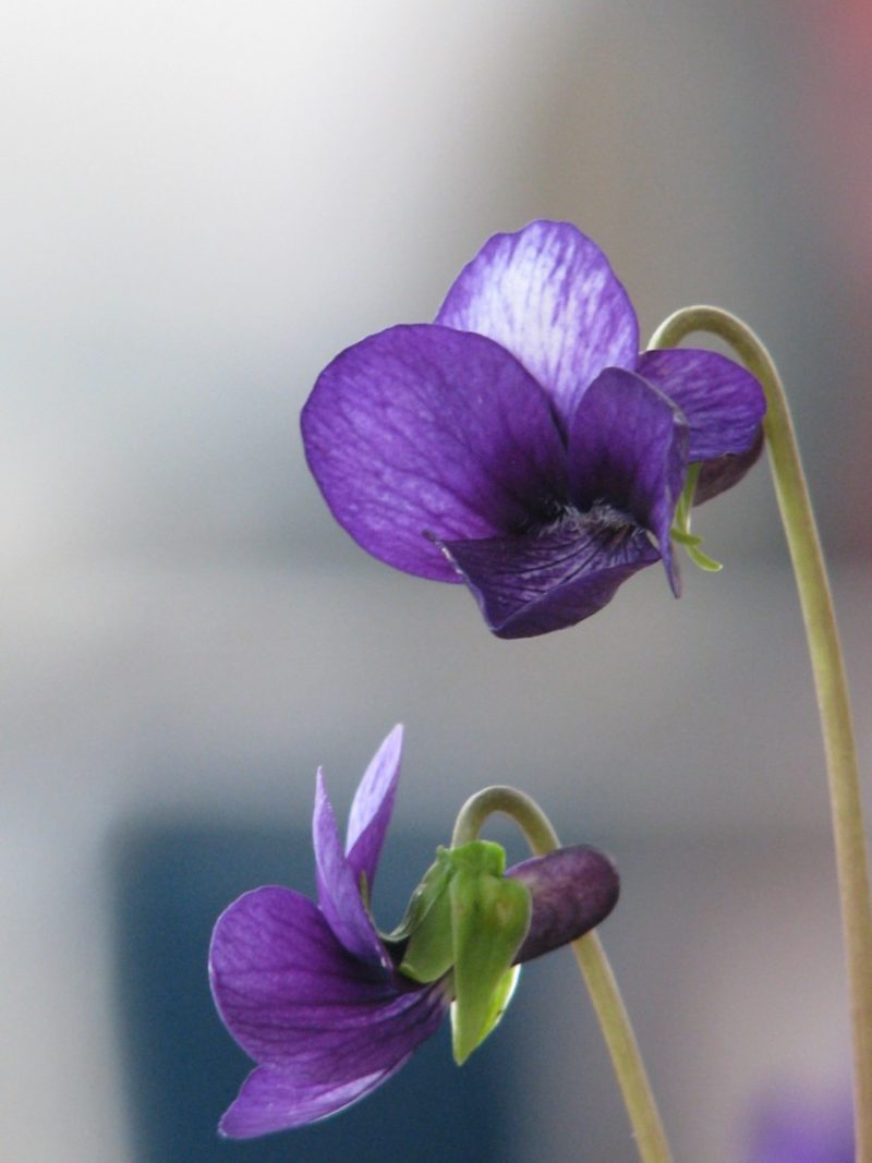 中止 スミレ展 大阪の植物園 咲くやこの花館