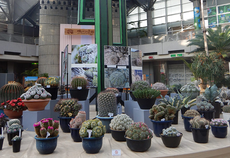 中止 サボテン 多肉植物展 大阪の植物園 咲くやこの花館