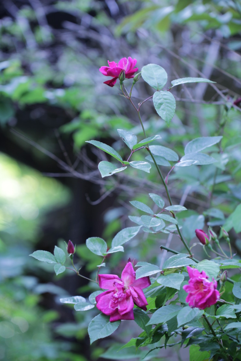 四季咲きバラのご先祖様は 大阪の植物園 咲くやこの花館