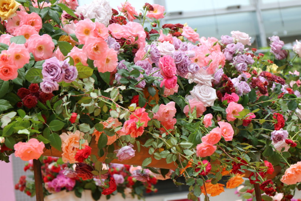 四季咲きバラのご先祖様は 大阪の植物園 咲くやこの花館