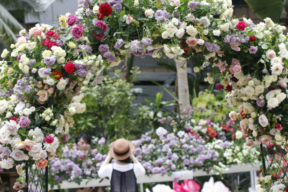 四季咲きバラのご先祖様は 大阪の植物園 咲くやこの花館