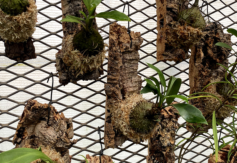 伊藤蟻植物農園の アリ植物 オリジナルグッズ販売決定 大阪の植物園 咲くやこの花館