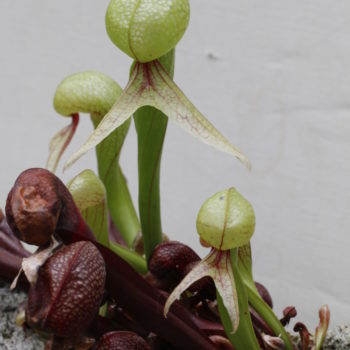 カリフォルニア原産の暑がりの食虫植物、ダーリングトニア
