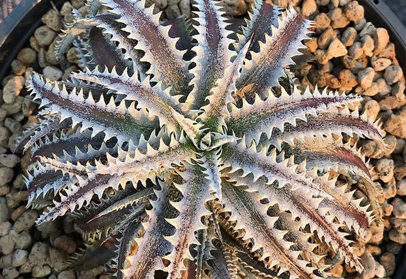 日程変更 不思議な植物販売会 大阪の植物園 咲くやこの花館