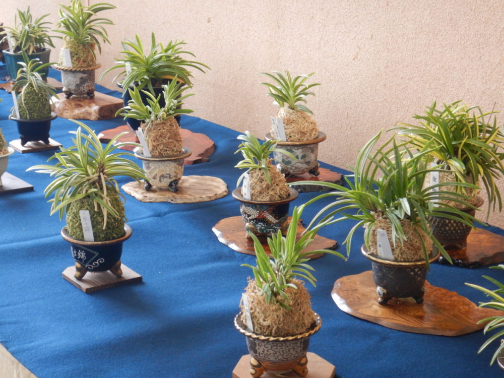 富貴蘭美術品大会 | 大阪の植物園-咲くやこの花館－