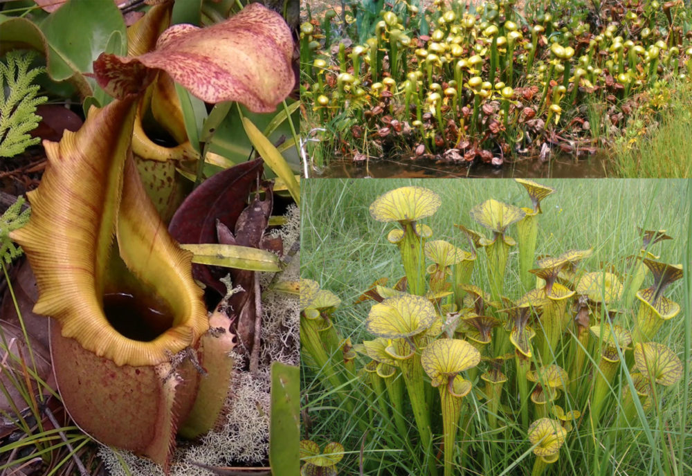 虫を食べる植物展21 大阪の植物園 咲くやこの花館