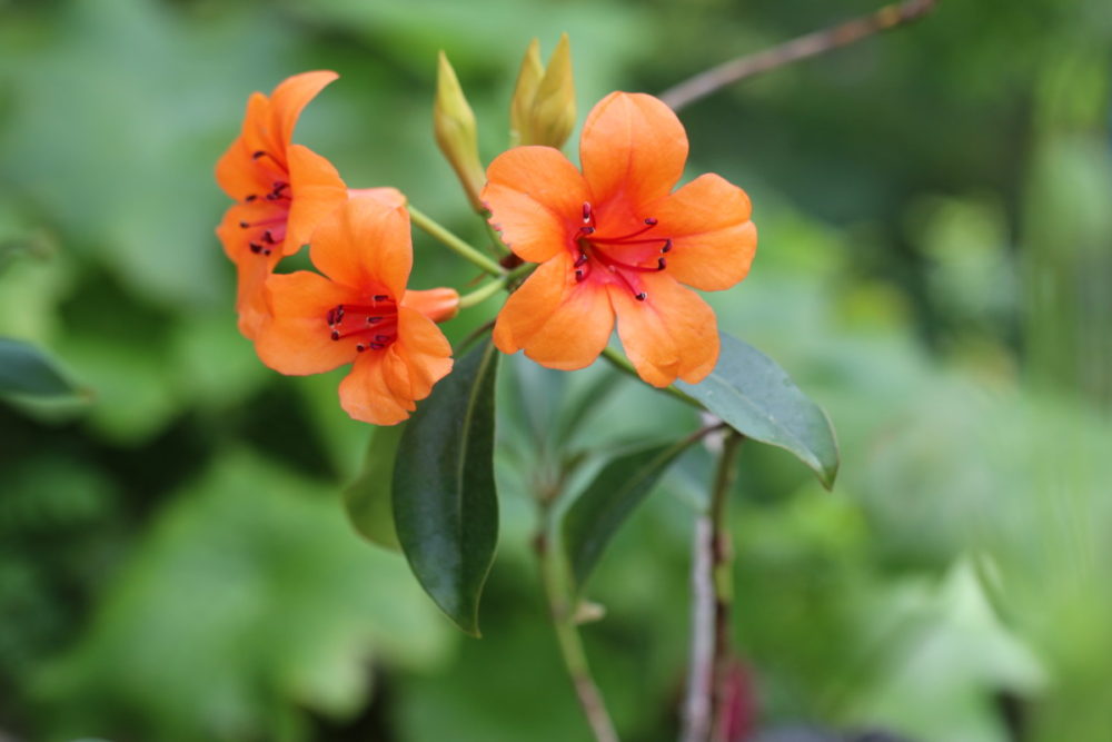はじめてのスパイス展 植物園への植物導入 大阪の植物園 咲くやこの花館