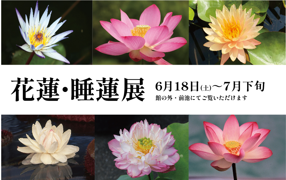 大阪の植物園 咲くやこの花館