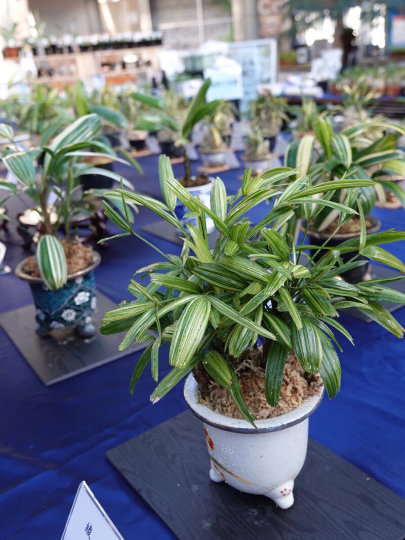 古典園芸 ❝SHOW & SALE❞ | 大阪の植物園-咲くやこの花館－