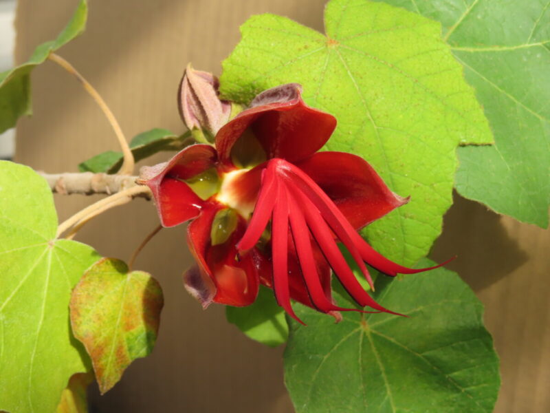 超希少種！悪魔の手の木 デビルズハンドツリーが開花しました！ | 大阪